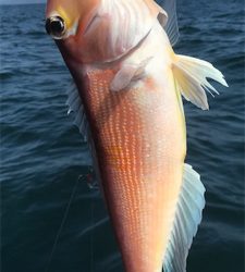 七目釣り達成!!マイボートでタイラバ釣行