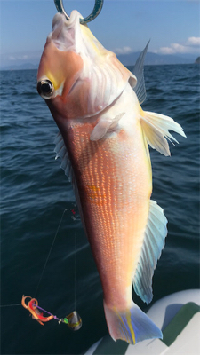 七目釣り達成!!マイボートでタイラバ釣行