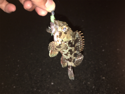 本命があまり釣れず