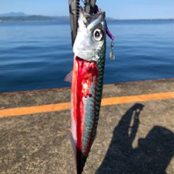 魚より人が多い