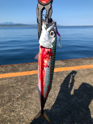 魚より人が多い