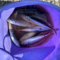 サバゲー&ツバス