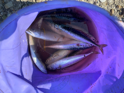 サバゲー&ツバス