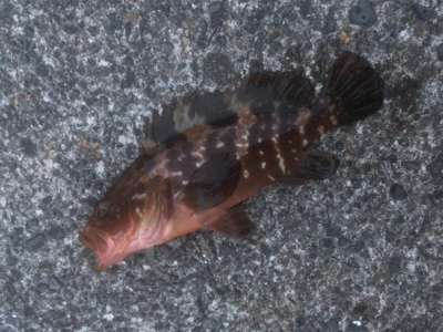 ジギングからライトゲーム