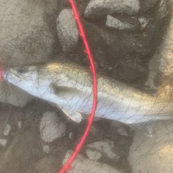 トップの季節になってきました！