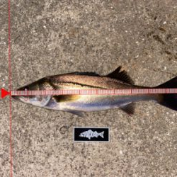 久々、ナイトゲーム