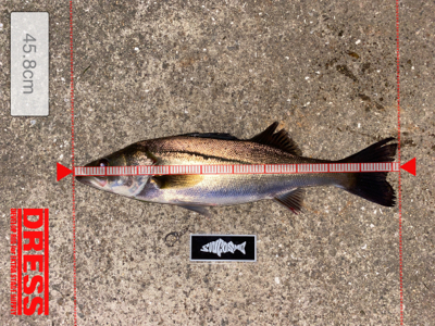 久々、ナイトゲーム