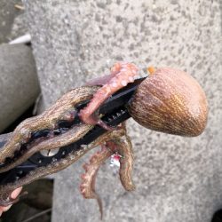 タコの活性が低くなってきた。