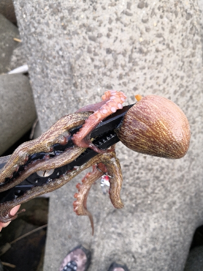 タコの活性が低くなってきた。