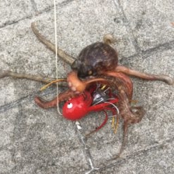 まさかの小サバ不発。。タコは安定の新子♪