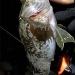 ナイスガシラ3匹