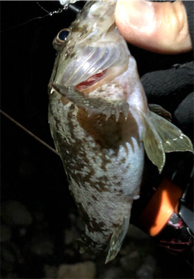 ナイスガシラ3匹