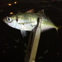 アジング練習 156