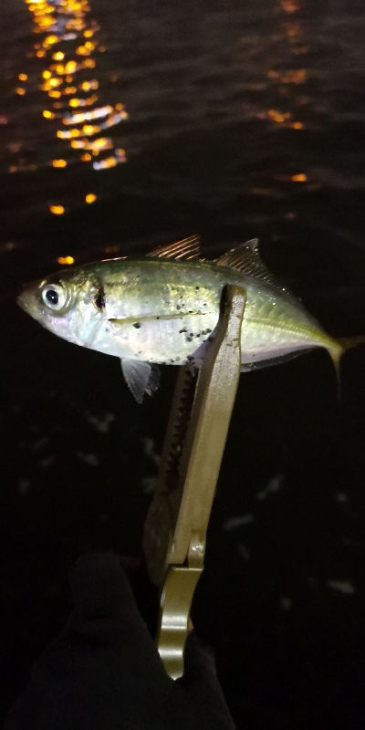 アジング練習 156