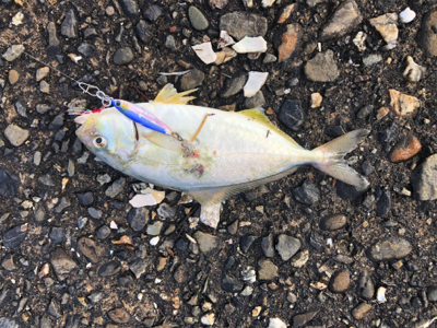 ジグパラマイクロTG