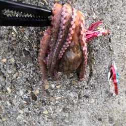 今日のタコは。