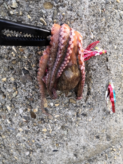 今日のタコは。