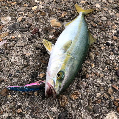 夏青物始まる！