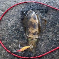 雨上がりでのエギング!