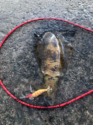 雨上がりでのエギング!
