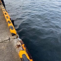 朝まづめのオクトパッシング