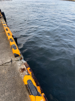 朝まづめのオクトパッシング