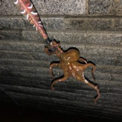 オクトパッシング