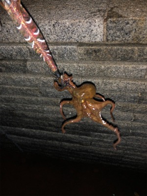 オクトパッシング