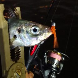 アジング練習 157