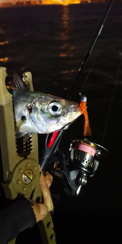 アジング練習 157