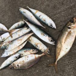 アジもいました!