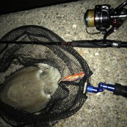 久しぶりのイカは…コウちゃんでしたσ(^_^;)