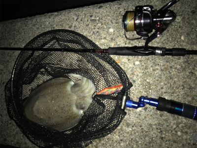 久しぶりのイカは…コウちゃんでしたσ(^_^;)