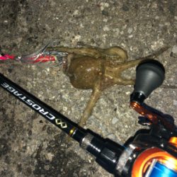 ナイトタコング