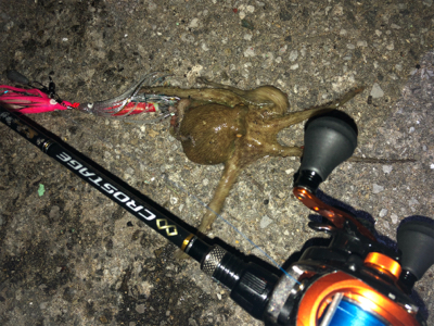 ナイトタコング