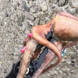 朝から夕方オクトパッシング