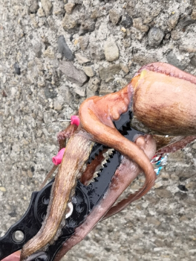 朝から夕方オクトパッシング