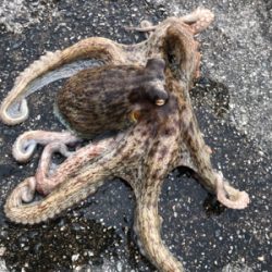 タコを食べたくて。