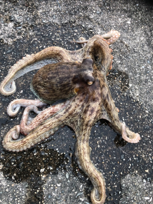 タコを食べたくて。