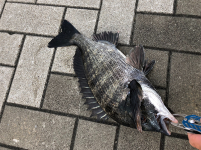 魚の活性低く反応悪い