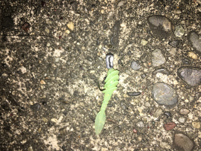 小さい魚の難しさ