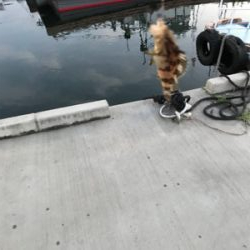 アジの予定が？