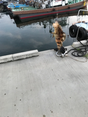 アジの予定が？