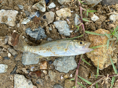 ハゼ釣りなどなど