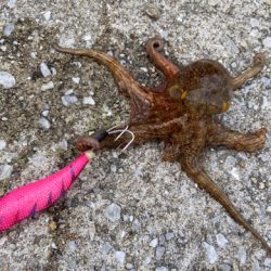 タコサバアジの三目^ ^♫