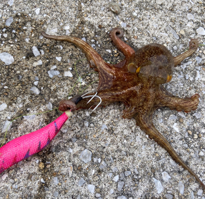 タコサバアジの三目^ ^♫