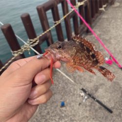 サビキとワームでアジ、サバ、ガシラ