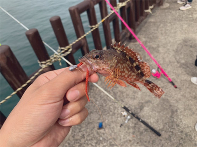 サビキとワームでアジ、サバ、ガシラ