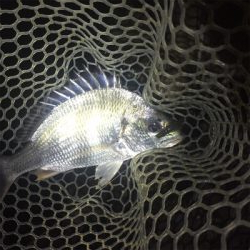 淀川ブリームゲーム