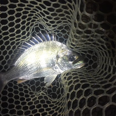 淀川ブリームゲーム